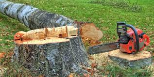 Professional Tree Care in San Pablo, CA