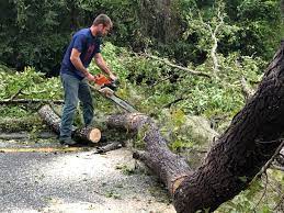 Best Tree Health Inspection  in San Pablo, CA