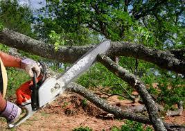 Best Leaf Removal  in San Pablo, CA