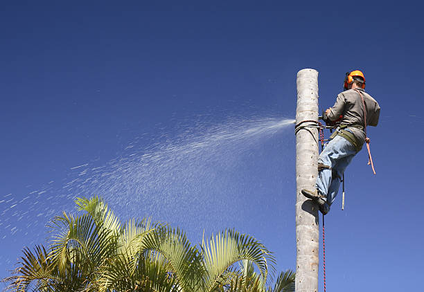 Best Stump Grinding and Removal  in San Pablo, CA