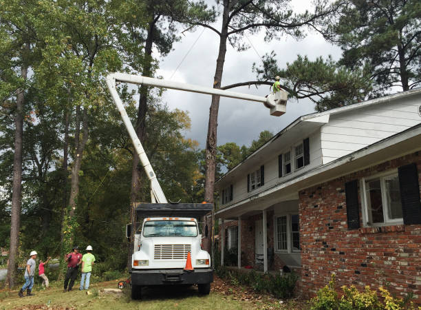Best Tree Risk Assessment  in San Pablo, CA