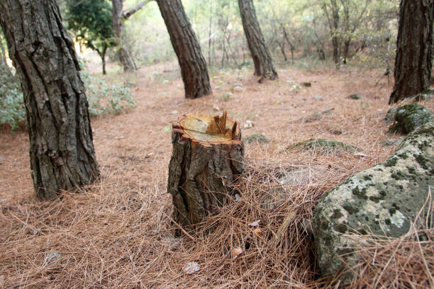 Best Emergency Tree Removal  in San Pablo, CA