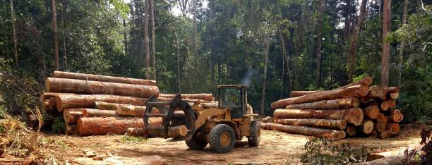 Best Firewood Processing and Delivery  in San Pablo, CA