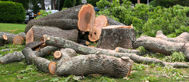  San Pablo, CA Tree Care Pros