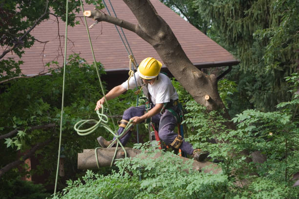 Best Lawn Irrigation Installation and Maintenance  in San Pablo, CA