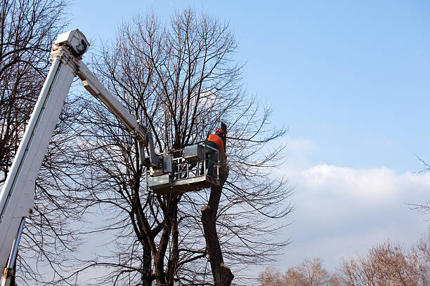 Best Storm Damage Tree Cleanup  in San Pablo, CA