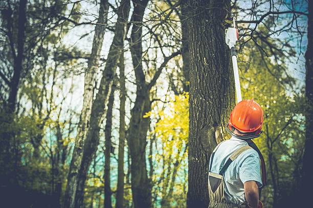 Best Tree Mulching  in San Pablo, CA