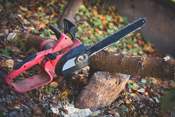 How Our Tree Care Process Works  in  San Pablo, CA