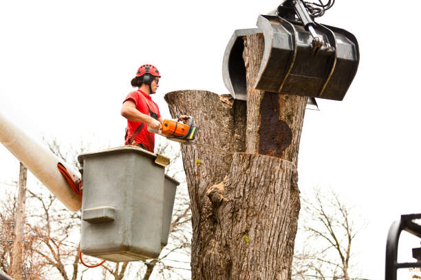 Best Tree Cabling and Bracing  in San Pablo, CA