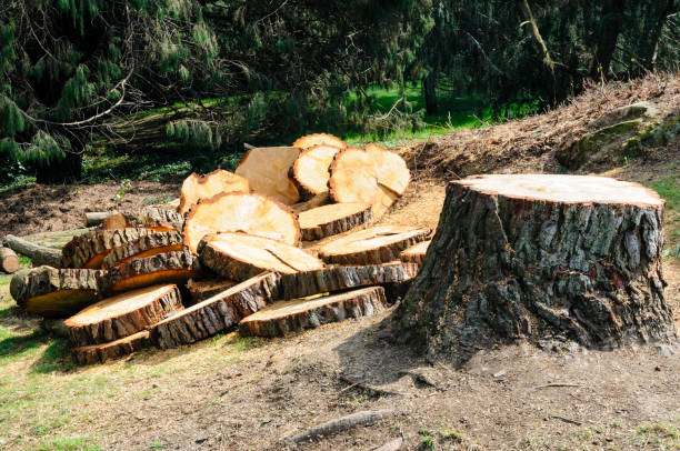 Best Hazardous Tree Removal  in San Pablo, CA